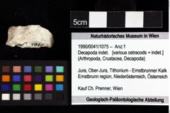 Foto (Objket + Etiketten) von Decapoda indet. 